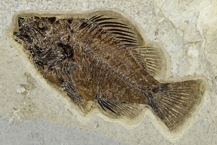 Detailed Fossil Fish (Cockerellites) - Wyoming #370864